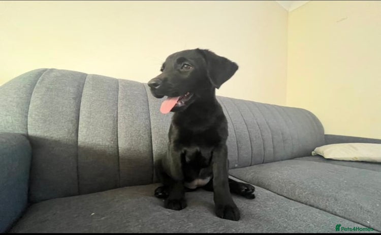 Labrador Retriever dogs - Advert 12