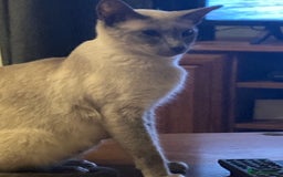 Ragdoll cats for sale: Ragamise  - Image 4