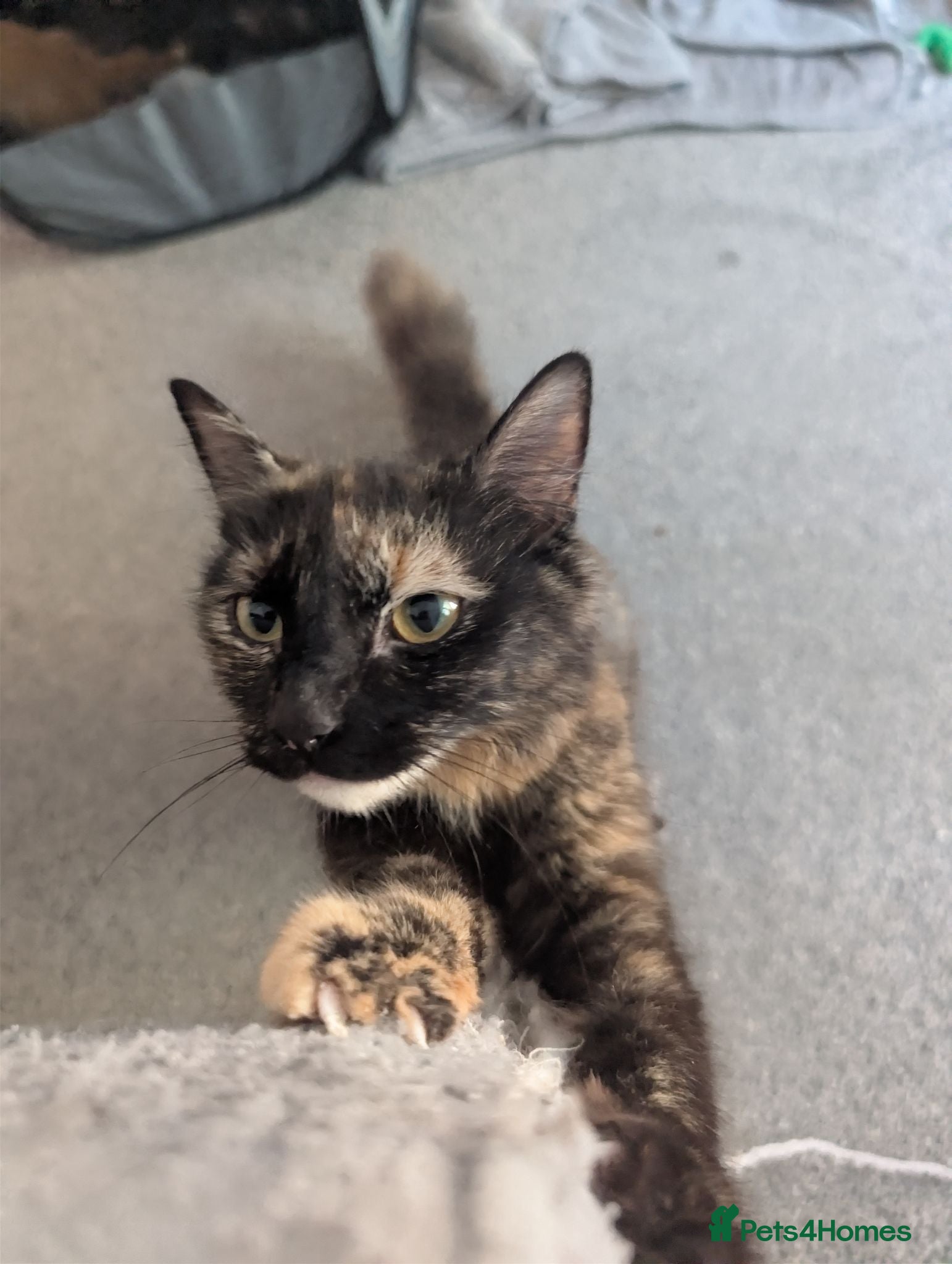 Mixed Breed cats Playful Kittens Ready for Loving Homes - Advert 11