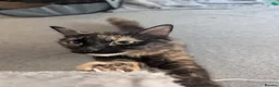Mixed Breed cats for sale: Playful Kittens Ready for Loving Homes in Milton Keynes - Advert 1