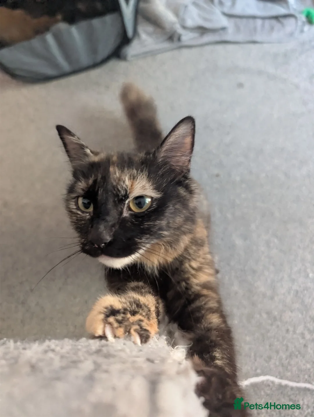 Mixed Breed cats for sale: Playful Kittens Ready for Loving Homes in Milton Keynes - Advert 1