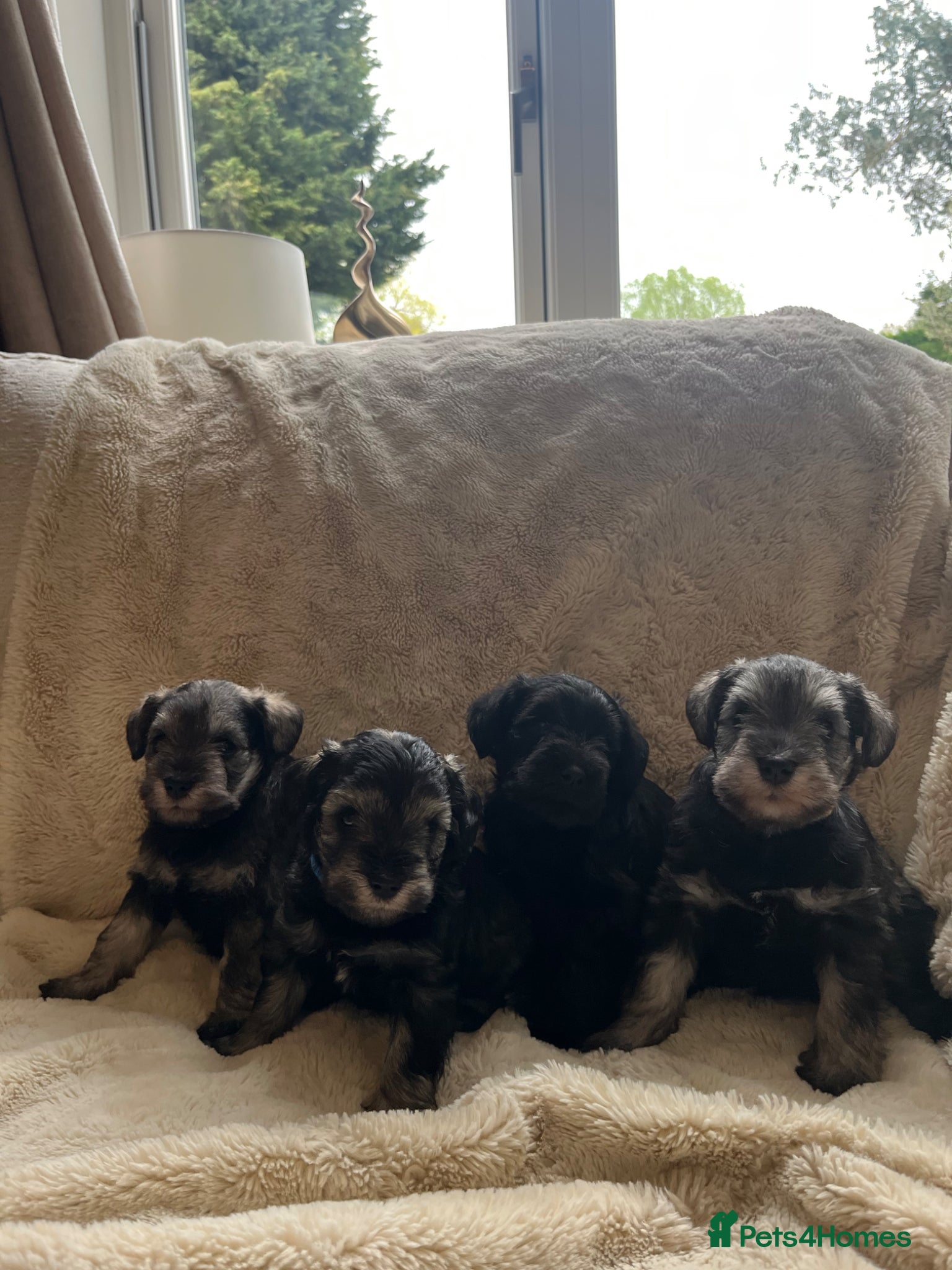Miniature Schnauzer dogs Miniature Schnauzer puppies - Advert 6