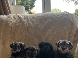 Miniature Schnauzer dogs Miniature Schnauzer puppies - Advert 6