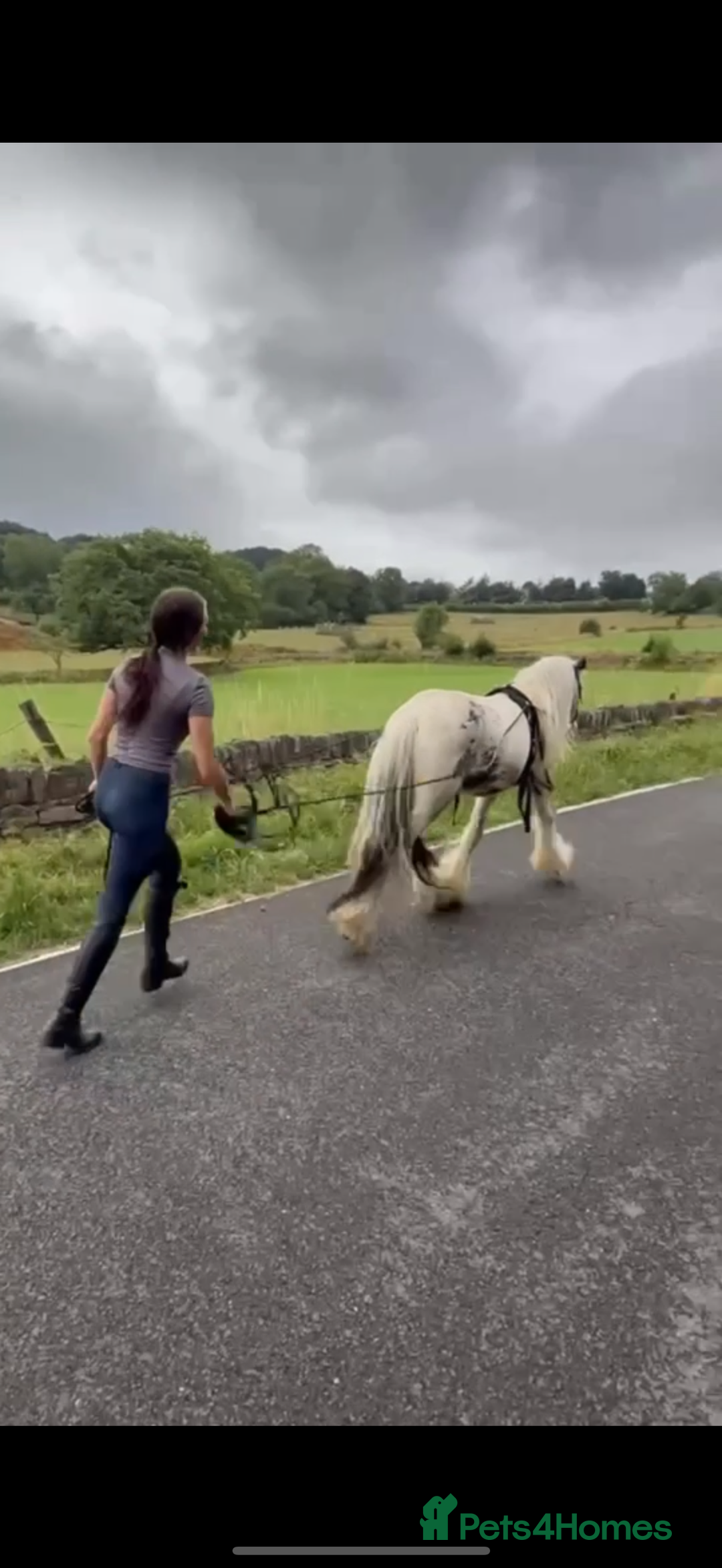 Irish Cob horses for sale: beautiful kids pony project ❤️ - Image 4