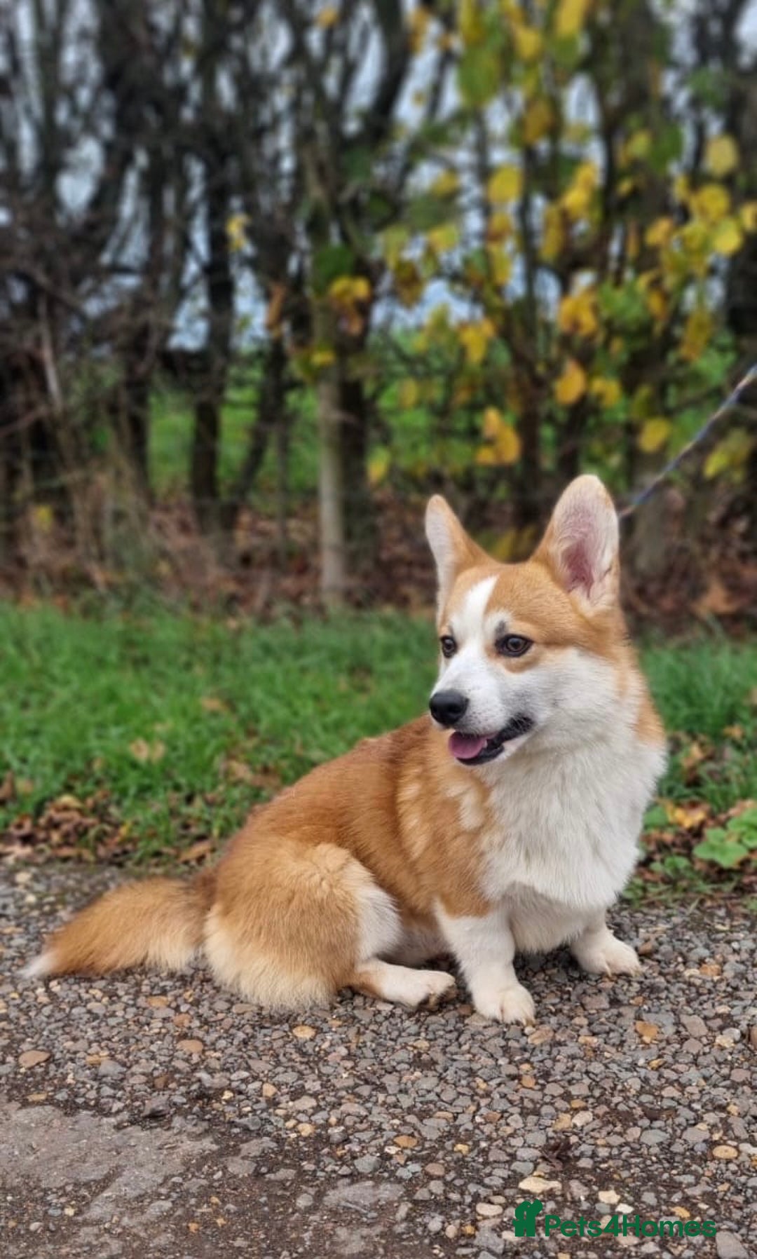 Welsh Corgi Pembroke dogs for stud: HEALTH TESTED Welsh Pembroke corgi for stud  - Advert 4