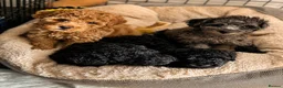 Mixed Breed dogs for sale: Toy / Mini  tiny puppies absolutely stunning!  - Advert 1