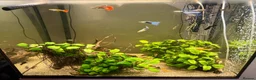 Corys fish for sale: 4-Year Established 120L Community Aquarium - Advert 5