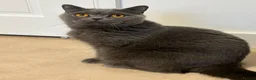 Mixed Breed cats for sale: 3 Kittens - Advert 5