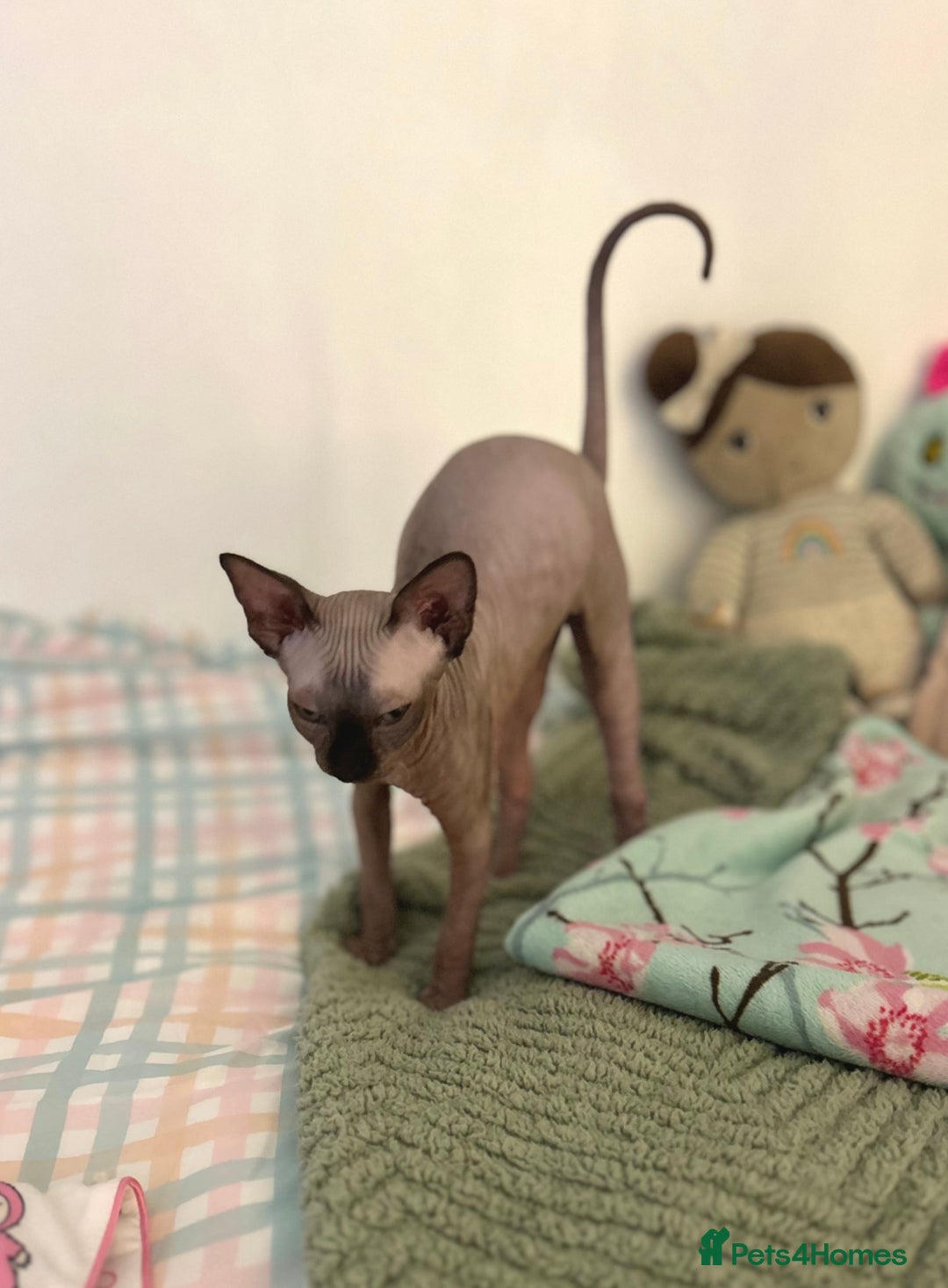 Sphynx cats for sale: Male 12 week old sphyxn - Advert 8