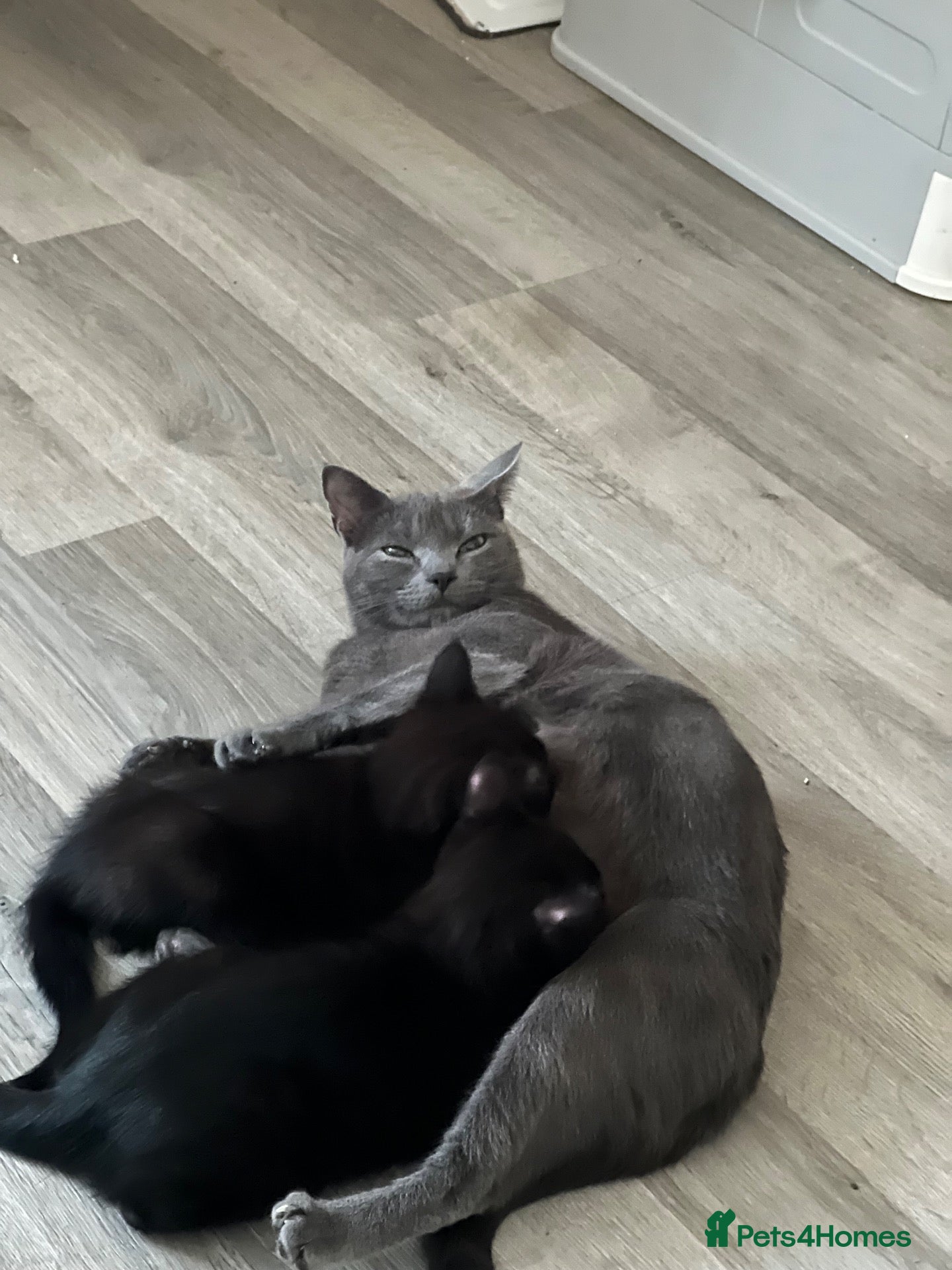 Mixed Breed cats Beautiful Black Kittens - Advert 1