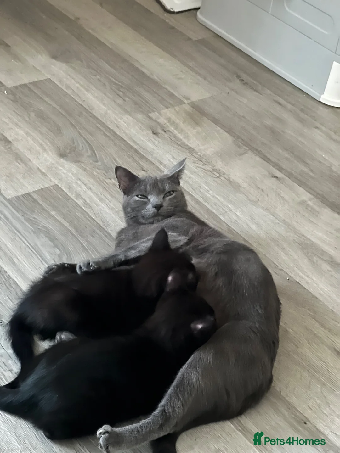 Mixed Breed cats for sale: Beautiful Black Kittens - Advert 1