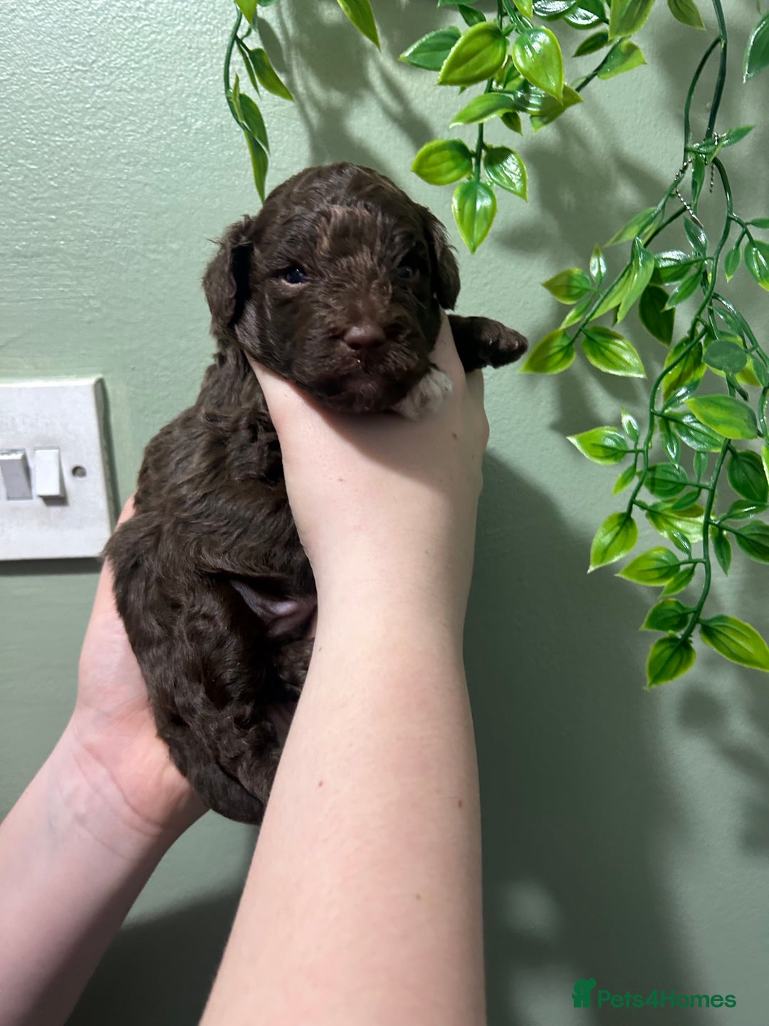 Shihpoo dogs for sale: Last chocolate boy! 4 Toy poodle x Shihpoos - Advert 21