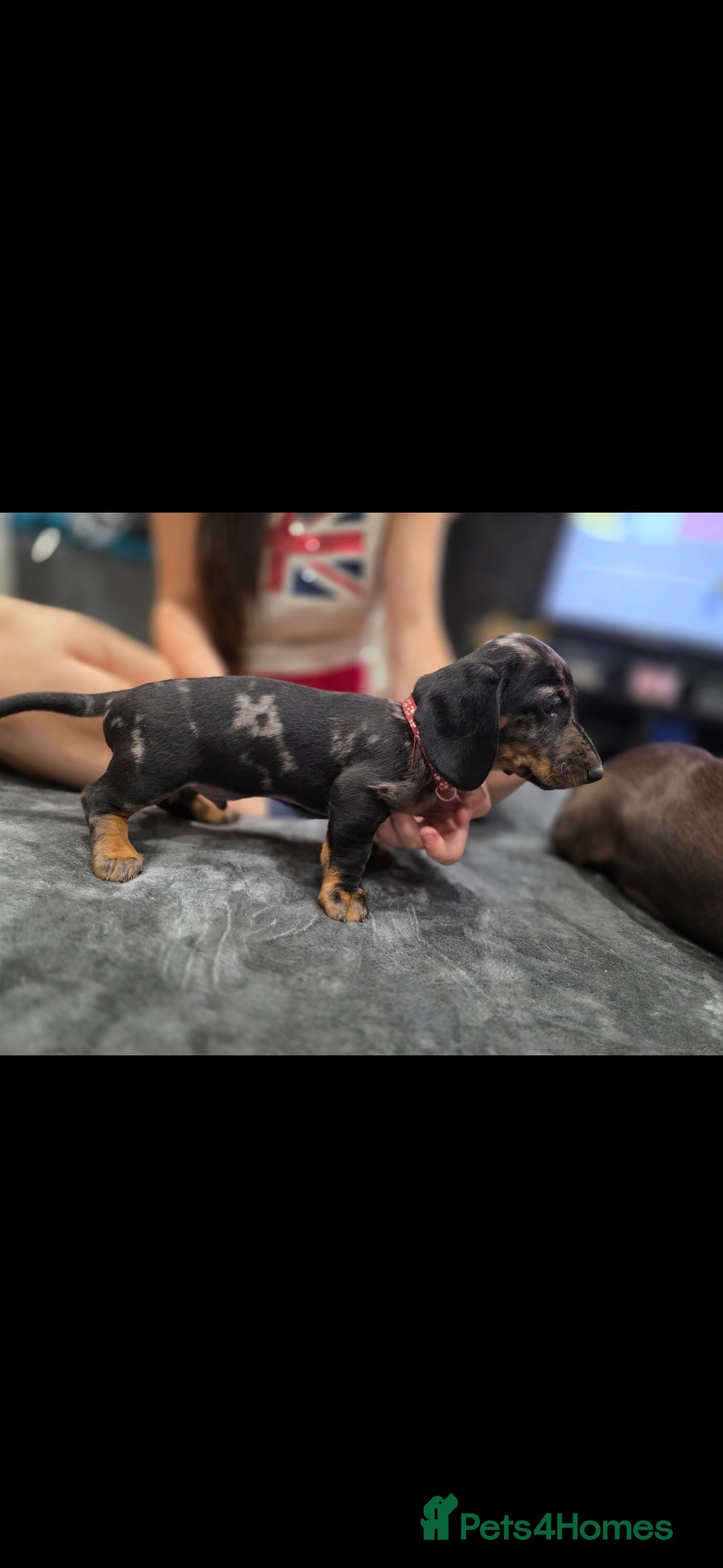 Dachshund dogs for sale: Beautiful puppies - Image 16
