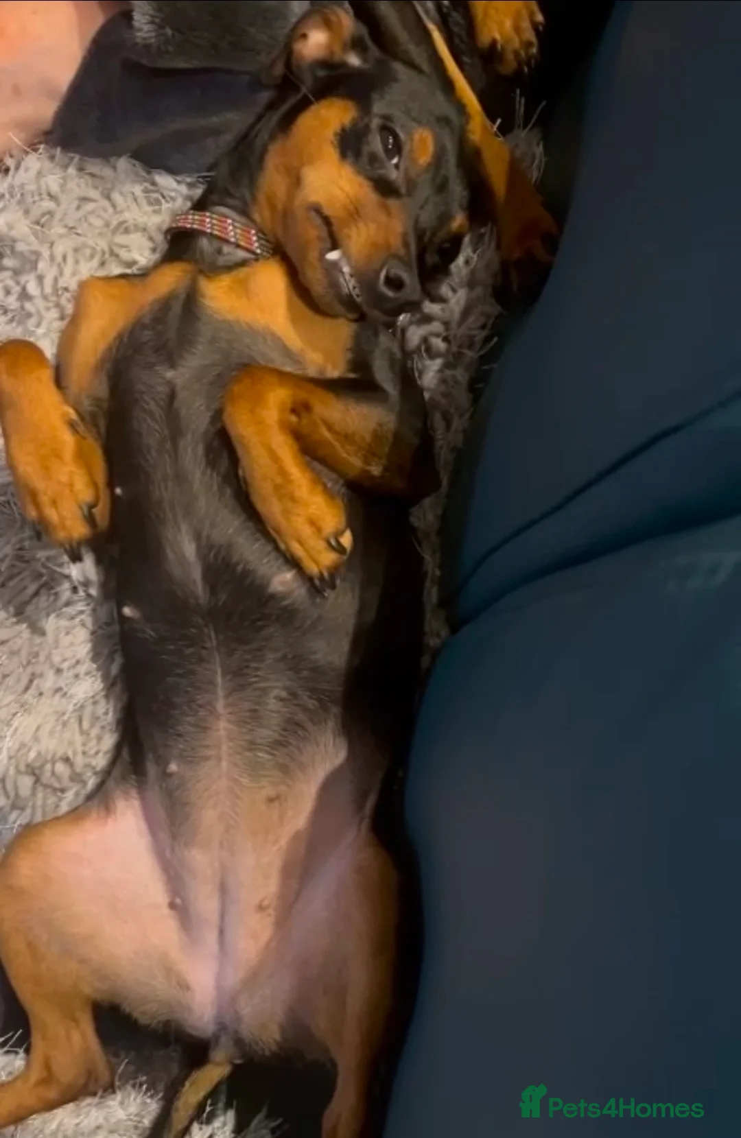 Miniature Pinscher dogs for sale: Minature Pinscher 2 year old  - Advert 10