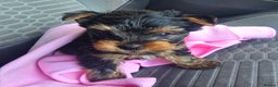 Yorkshire Terrier dogs for sale: Beautifil Yorkie Puppy - Advert 1