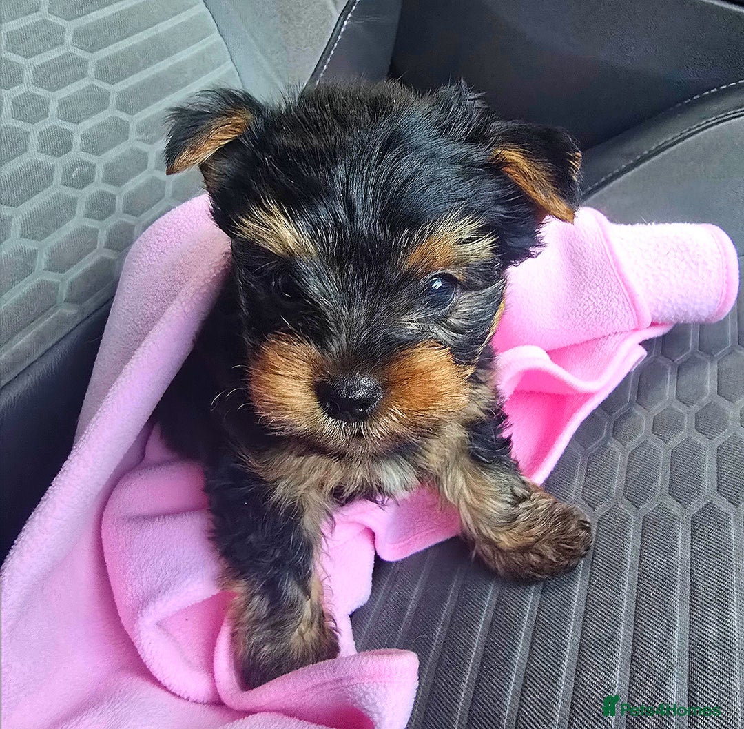 Yorkshire Terrier dogs for sale: Beautifil Yorkie Puppy - Advert 1