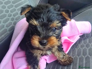 Yorkshire Terrier dogs Beautifil Yorkie Puppy - Advert 1