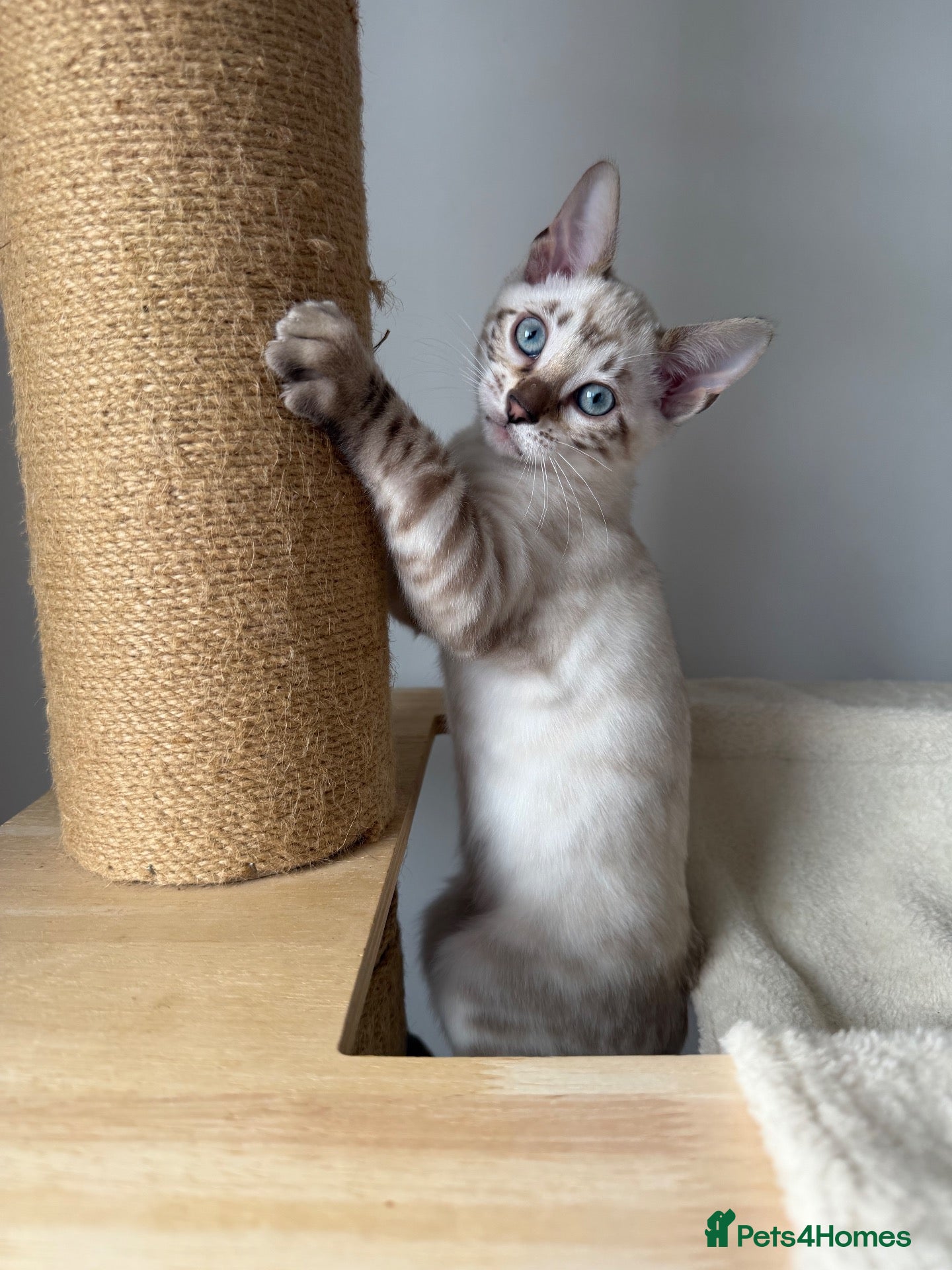 Bengal cats for sale: TICA Active, Show quality Bengal Kittens 🏆💖 - Advert 2