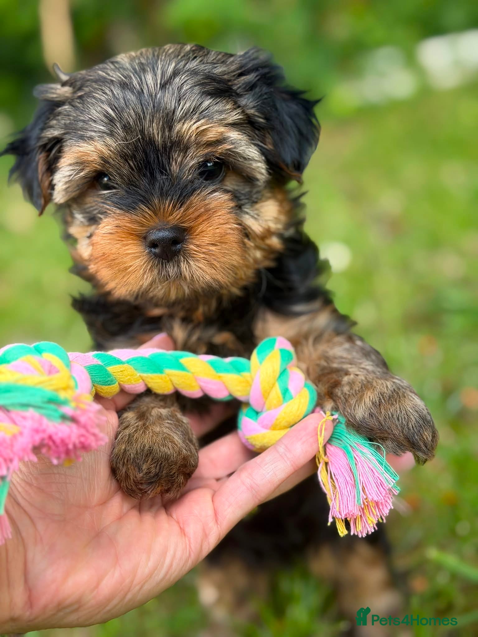 Yorkshire Terrier dogs 2 MINATURE YORKSHIRE TERRIER GIRLS - Advert 1