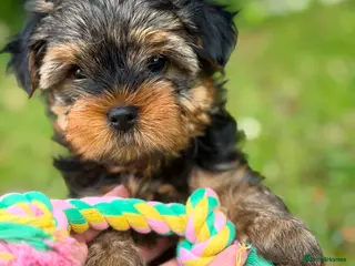 Yorkshire Terrier dogs 2 MINATURE YORKSHIRE TERRIER GIRLS - Advert 1