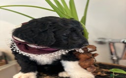 Portuguese Water Dog dogs for sale: Art Nouveau - Image 11