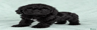 Cockapoo 5