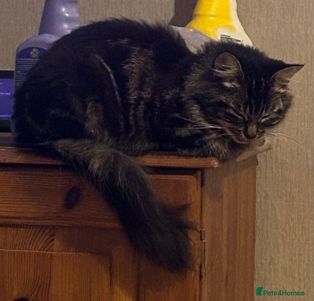Mixed Breed cats for sale: Needing loving home  - Image 3