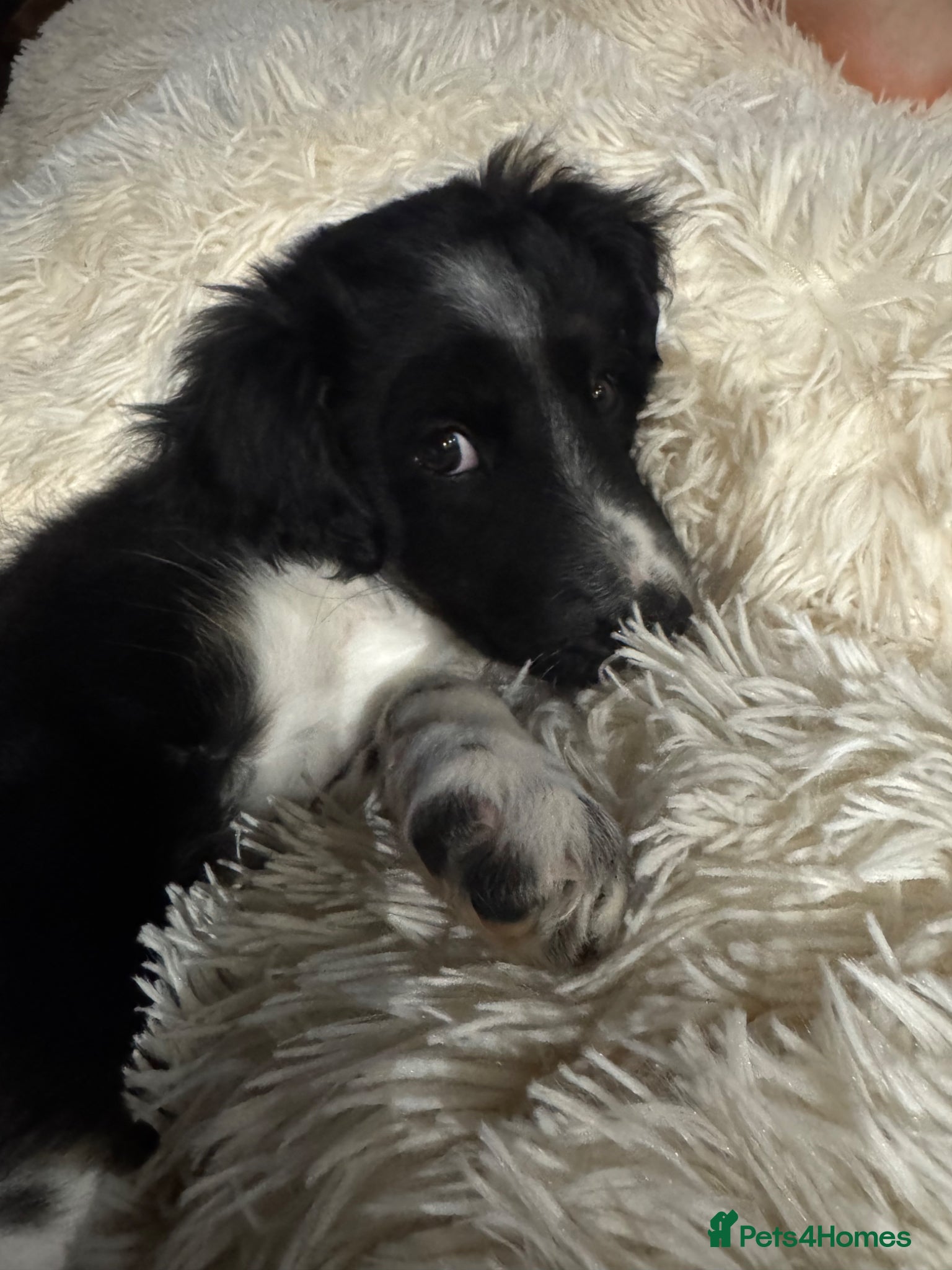 Bordoodle dogs  One girl left Ready Bordoodle / border collie  - Advert 1