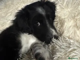 Bordoodle dogs One girl left Ready Bordoodle / border collie - Advert 9