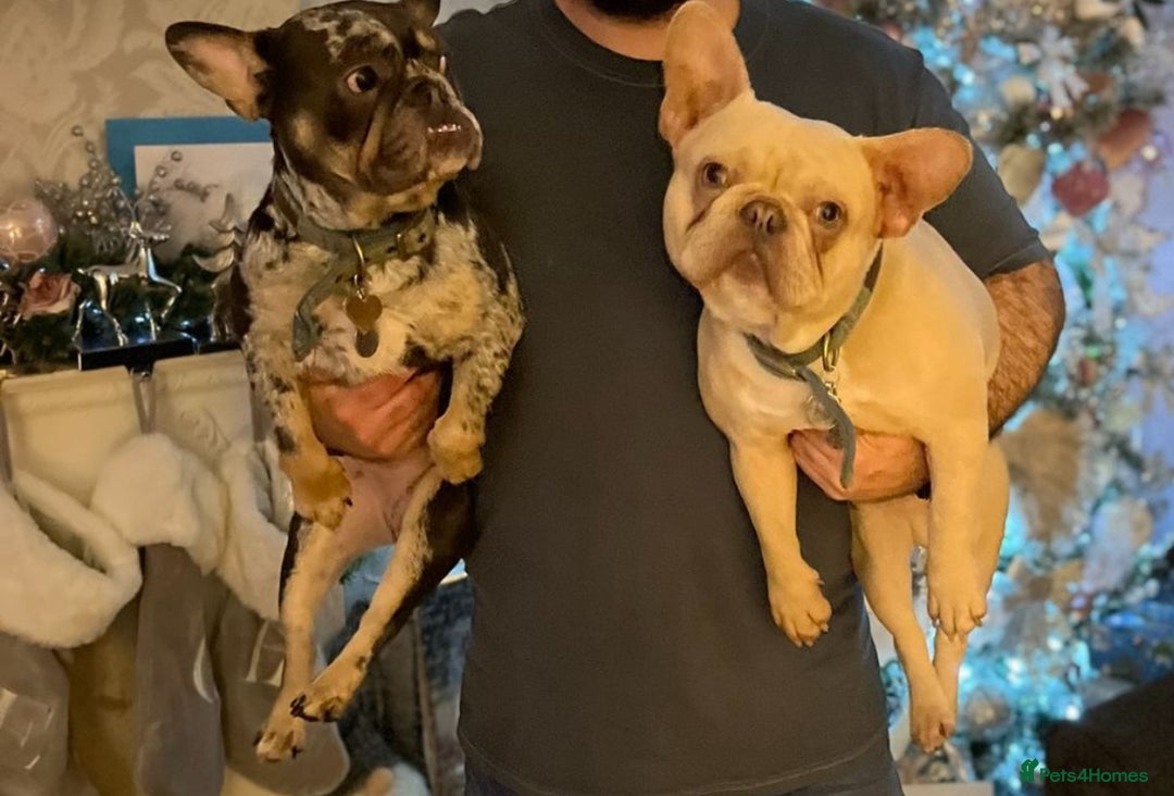 French Bulldog dogs for sale: 2 x French bulldogs  - Image 4