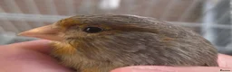 Canaries birds for sale: 1 Hen canary  - Advert 4