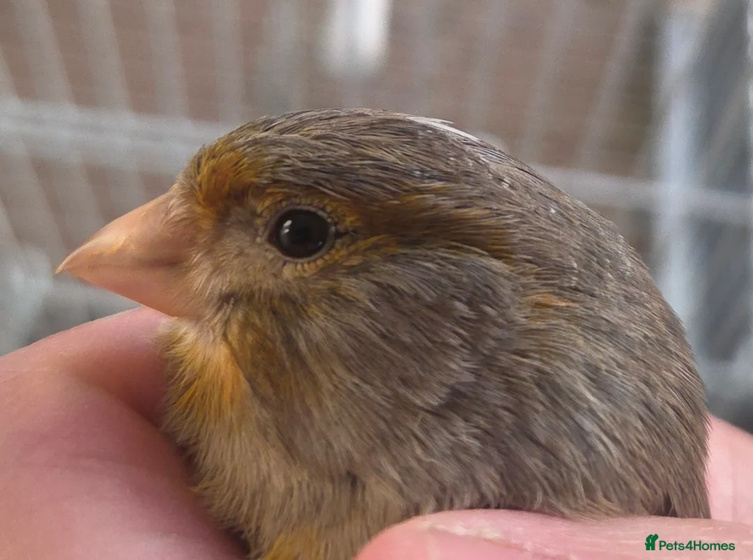 Canaries birds for sale: 1 Hen canary  - Advert 4