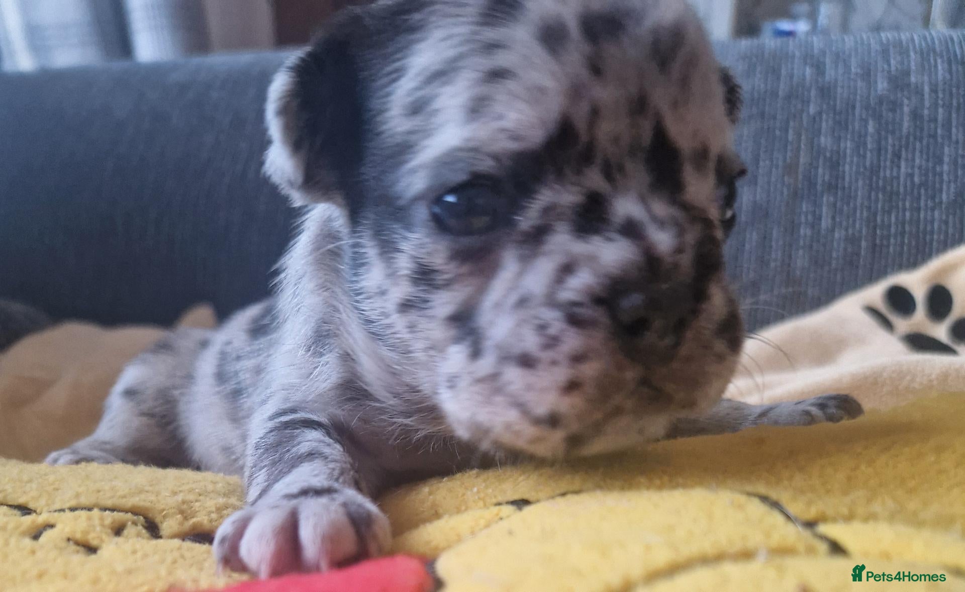 French Bulldog dogs PEDIGREE FRENCH BULLDOG PUPPIES. - Advert 4