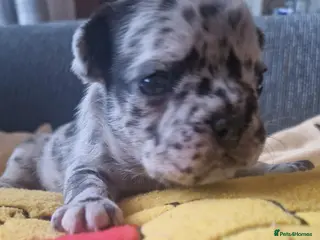 French Bulldog dogs PEDIGREE FRENCH BULLDOG PUPPIES. - Advert 4