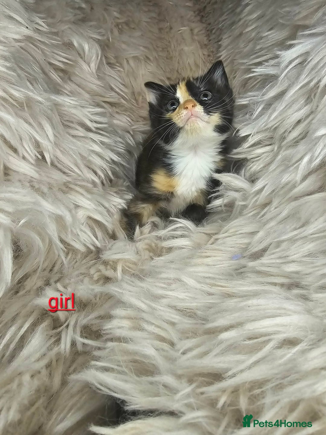 Mixed Breed cats for sale: 5 very beautiful kittens  - Advert 8