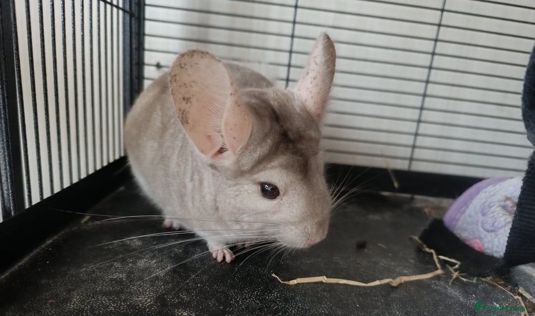 Chinchilla rodents for sale: Chinchillas for sale - Image 4