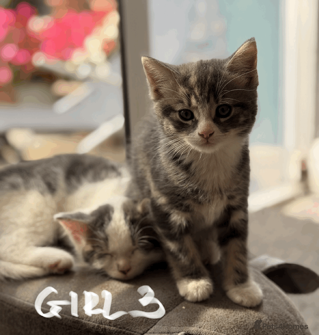 Mixed Breed cats for sale: Lovely kittens - Image 3