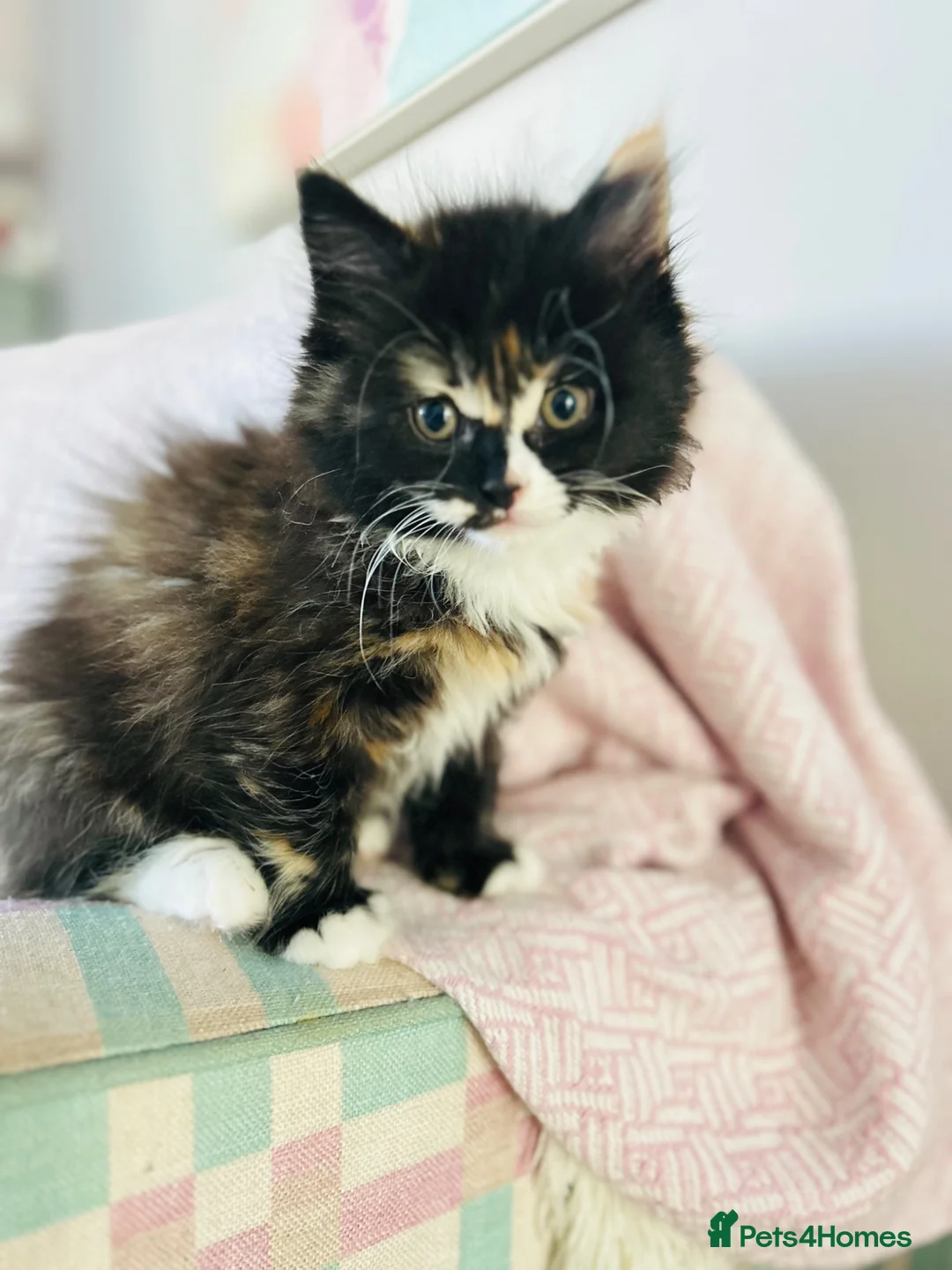 British Shorthair cats for sale: British Shorthair / Ragdoll kittens - Ready Now - Advert 18