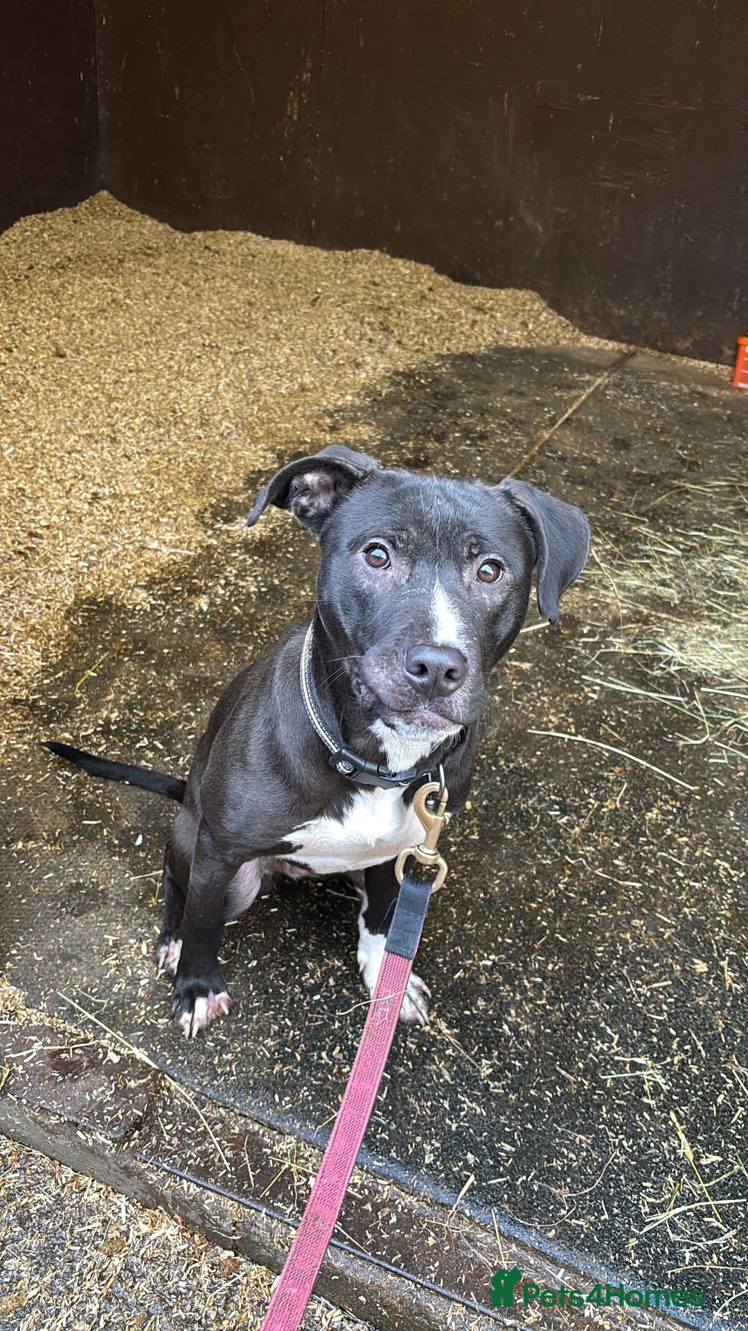 Mixed Breed dogs for sale: With a very heavy heart - Advert 7