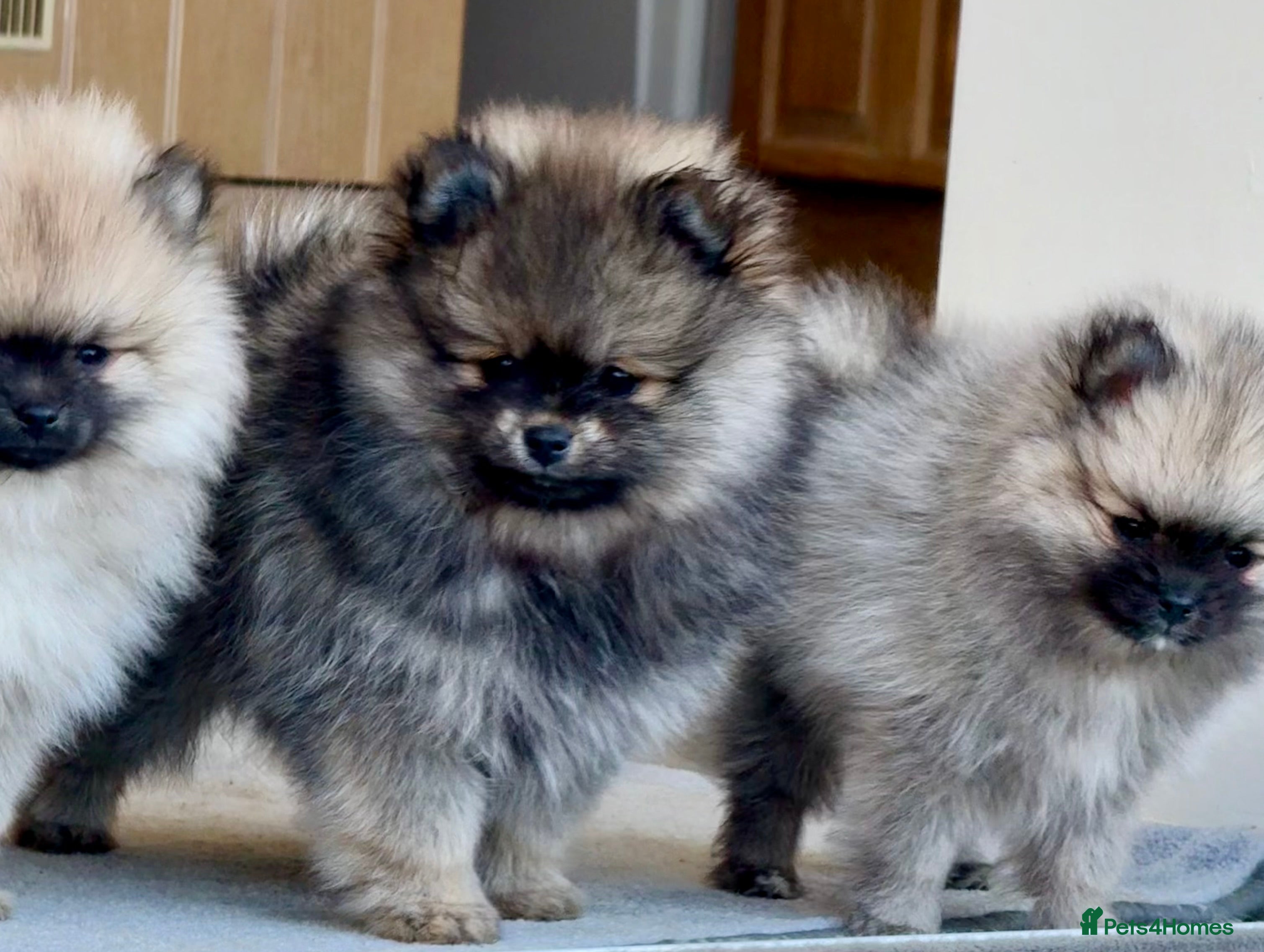 Pomeranian dogs Pomeranian puppies for sale - Advert 5