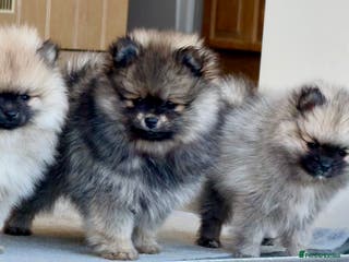 Pomeranian dogs Pomeranian puppies for sale - Advert 4