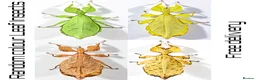 Stick Insects invertebrates for sale: Two mixed colour nymphs Phyllium Leaf insects - Advert 1