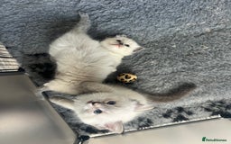 Ragdoll cats for sale: 5 Gccf registered Ragdoll kittens available  - Image 6
