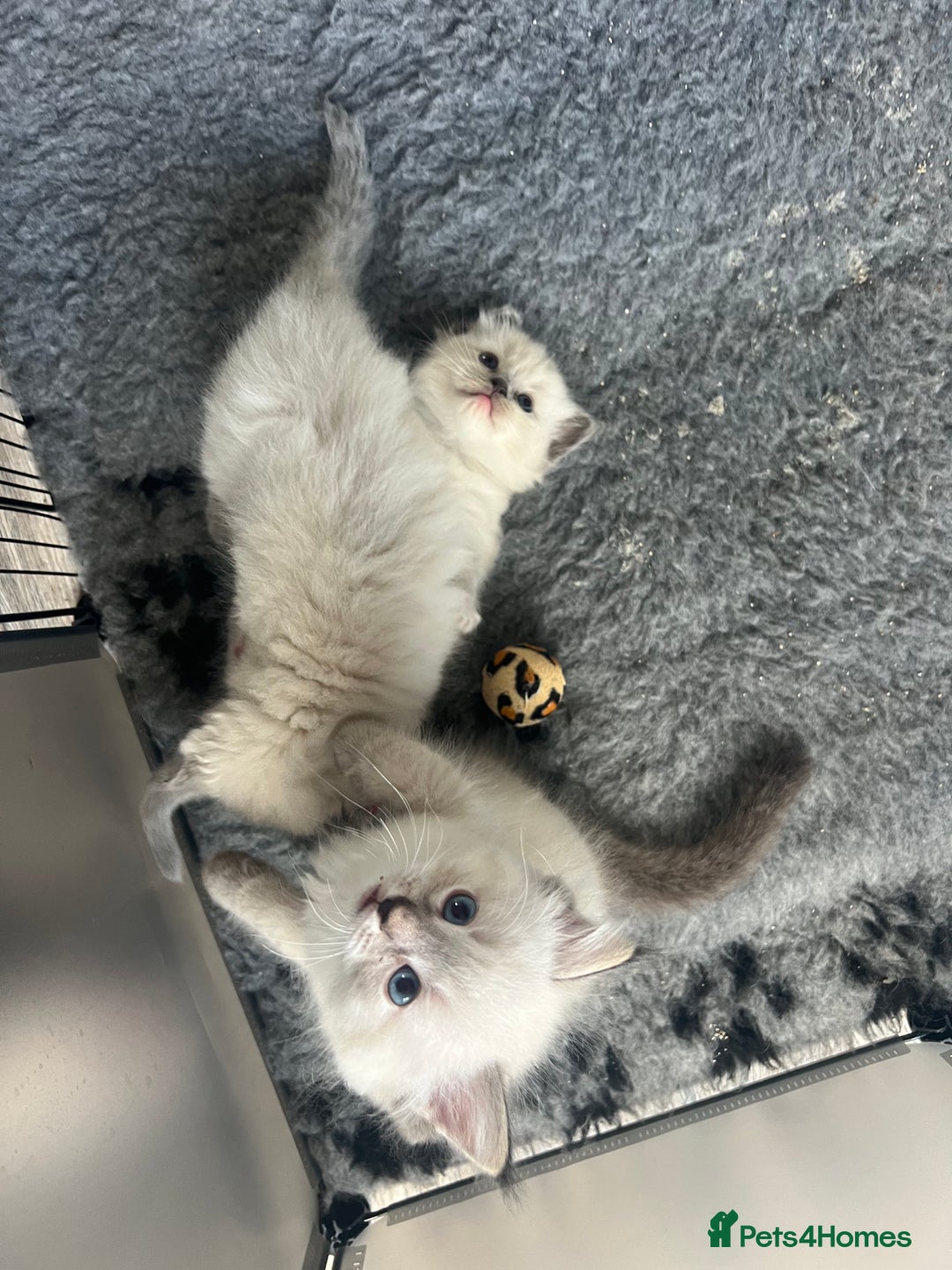 Ragdoll cats for sale: 5 Gccf registered Ragdoll kittens available  - Image 6