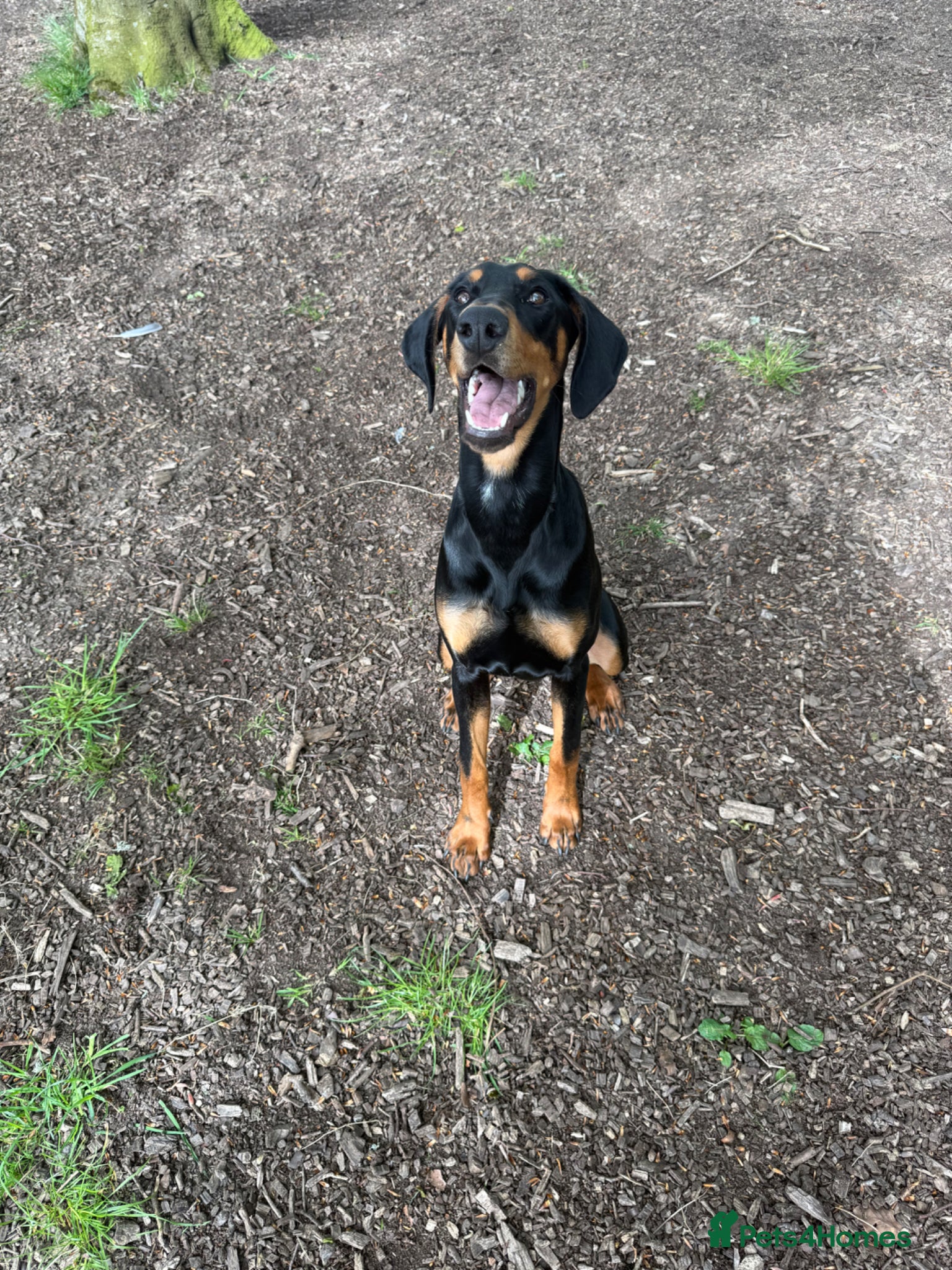 Dobermann dogs Doberman  - Advert 2