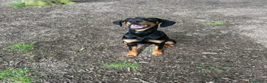 Dobermann Puppy 1
