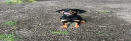 Dobermann dogs for sale: Doberman  in Paisley - Advert 1