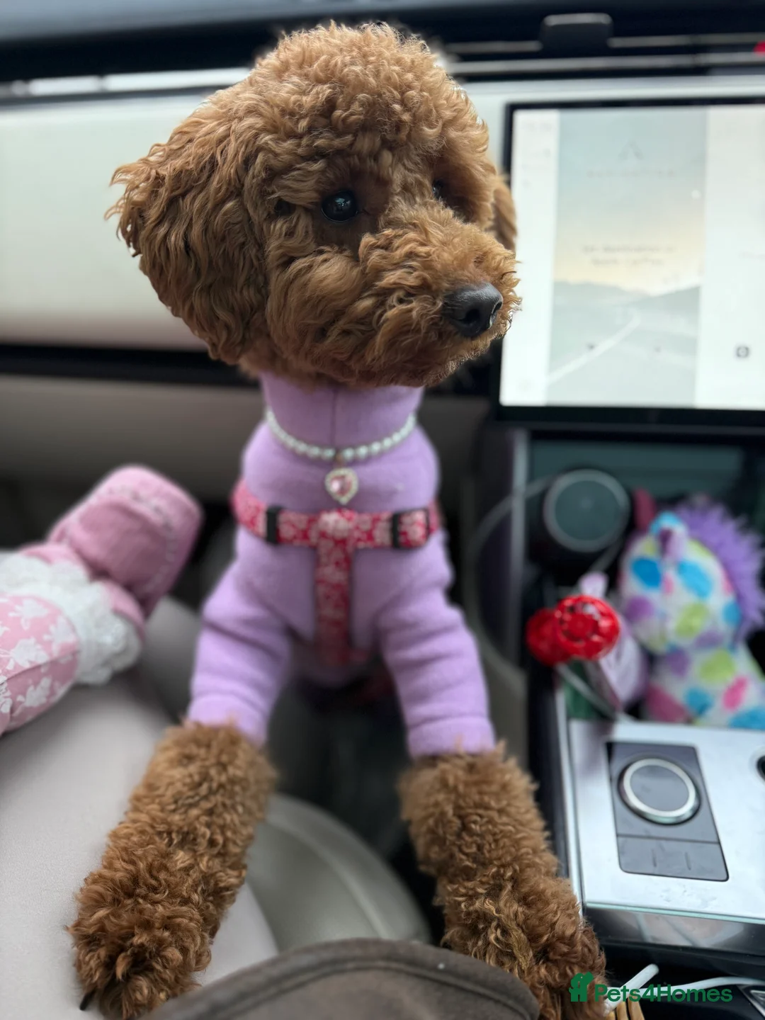 Miniature Poodle dogs for sale: Beautiful Miniature Poodle Female  - Advert 4