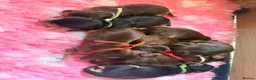 Cocker Spaniel dogs for sale: Outstanding KC registered Cocker Spaniel Puppies  - Advert 7