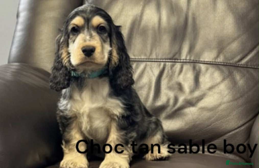 Cocker Spaniel dogs Beautiful show cocker puppies  - Advert 9